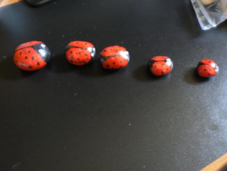 petite famille de coccinelles